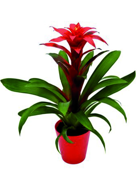 Pianta di Guzmania